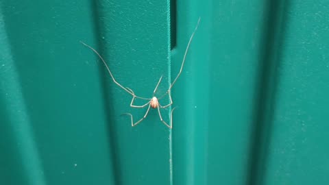 Cellar Spider