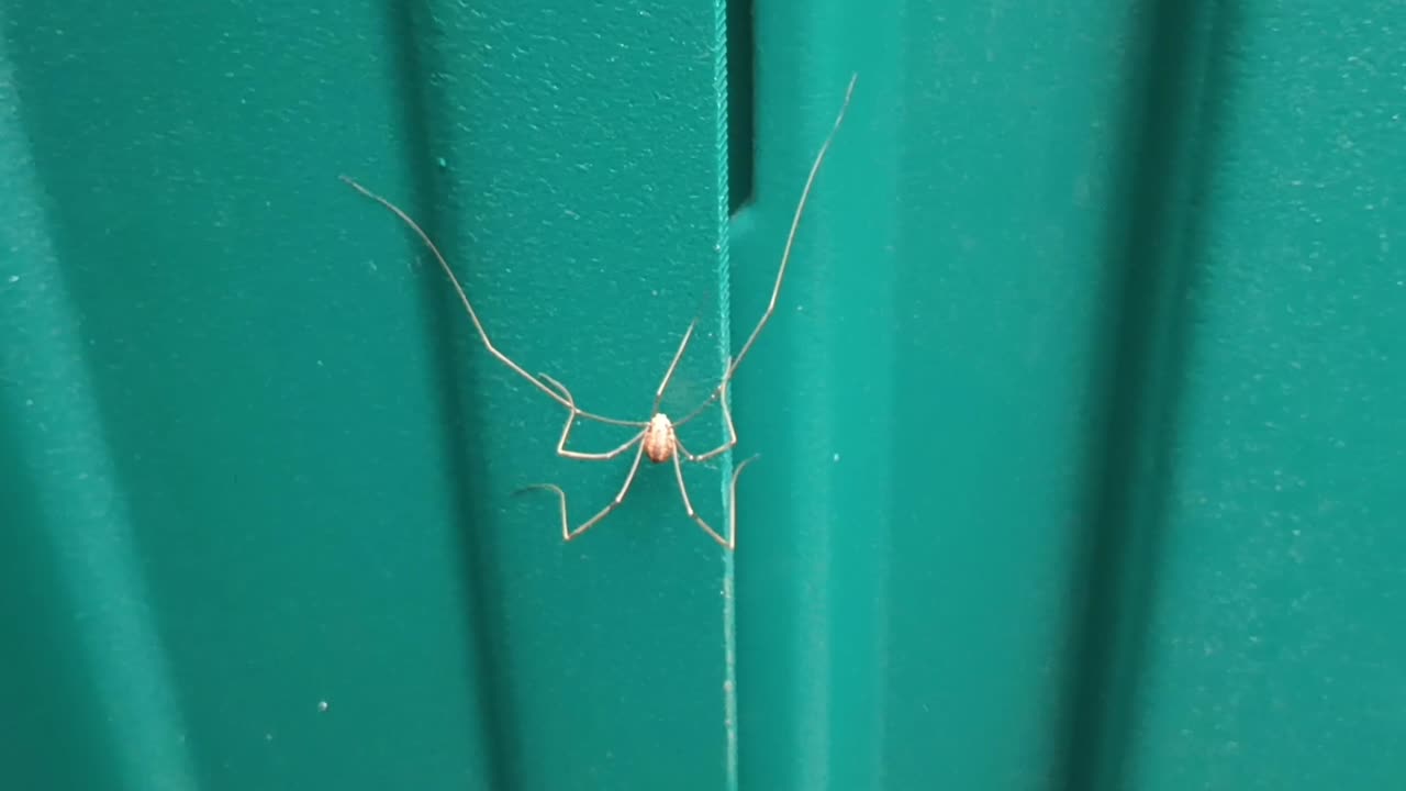Cellar Spider