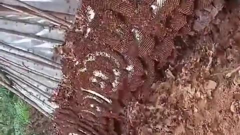 🤯✨ Pest Controllers Face a Gigantic Asian Hornet Nest! | FeedMyCuriosity