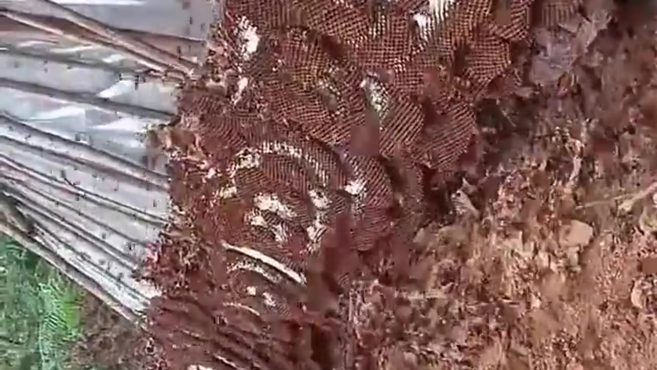 🤯✨ Pest Controllers Face a Gigantic Asian Hornet Nest! | FeedMyCuriosity