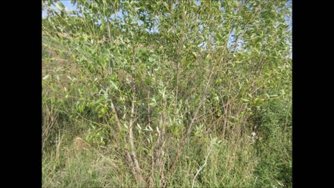 Growing Up Willow Weeping Willow Tree Sept 2022