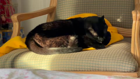 Cute Precious Piper Wants a Little Privacy - My Adopted Shelter Cat Vlog