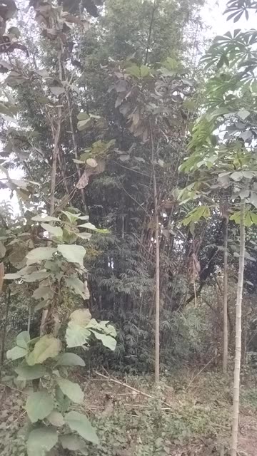 Bamboo Garden | Calm Green Space in Nature