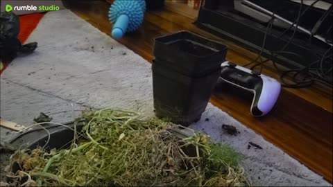 My Dead Plants 🪴 💀