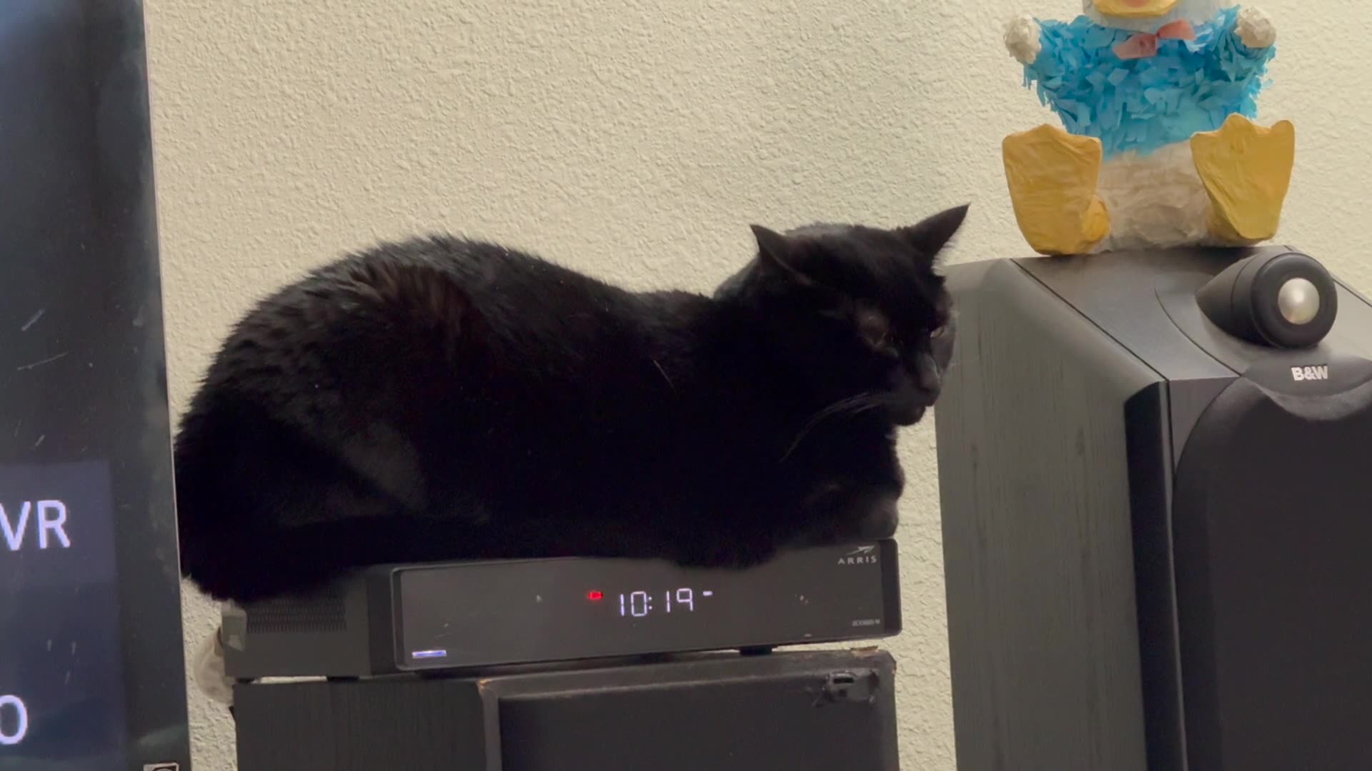 Cute Precious Piper Reminds Me She Wants to Go to Bed - My Adopted Shelter Cat Vlog