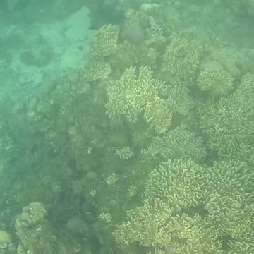 Snorkeling Through Serenity