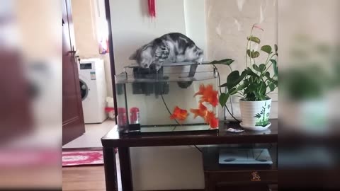 Cute Cat Videos