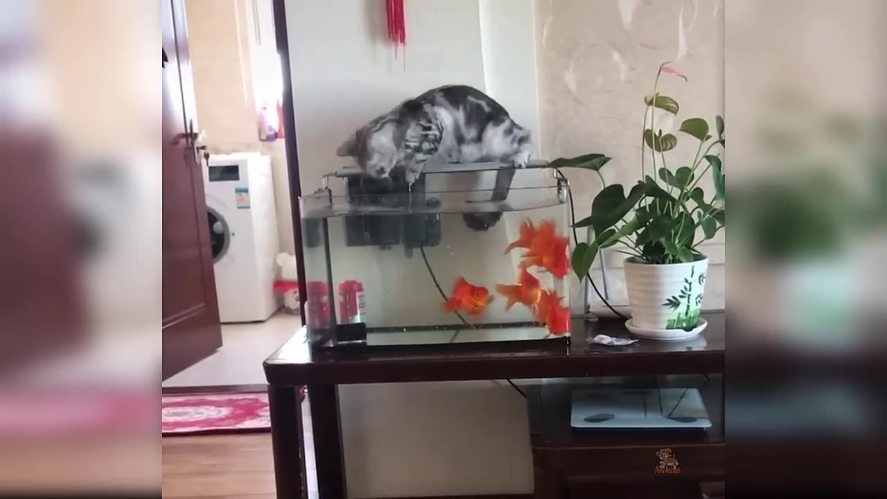 Cute Cat Videos