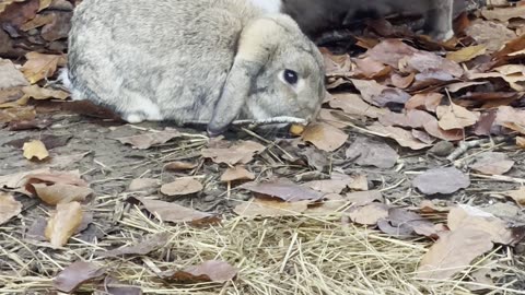 Bunnies grooming time – cute self-care on the farm 🪮🐰