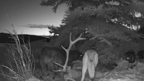 I Left 10 Cameras on a Wolf Kill. Here's What They Captured.