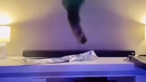 Cat video
