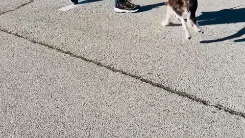 Border Collie Bucks Like a Bronc