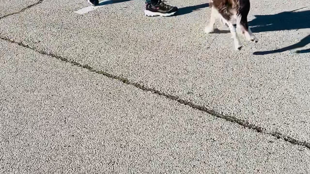 Border Collie Bucks Like a Bronc