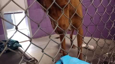 Champ 5y Pet Id 949178 kennel 25 HSSAZ shelter_20251017_134603109