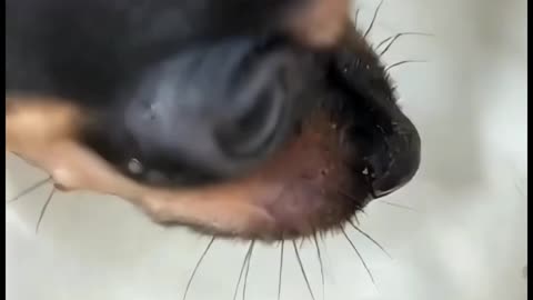 Dogs of Rumble, big dogs