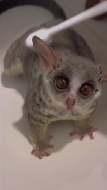 Cutest pets ever 😍