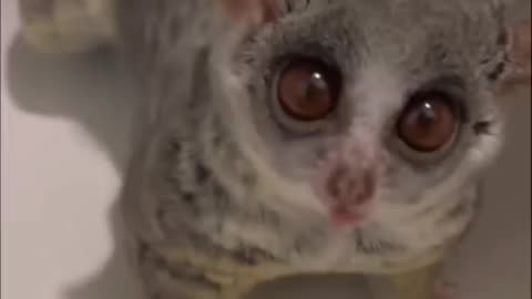 Cutest pets ever 😍