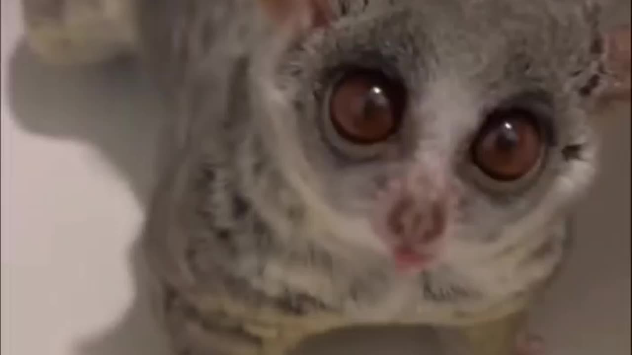 Cutest pets ever 😍