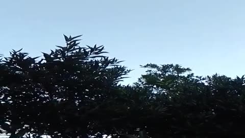 Elegir la alegría diaria