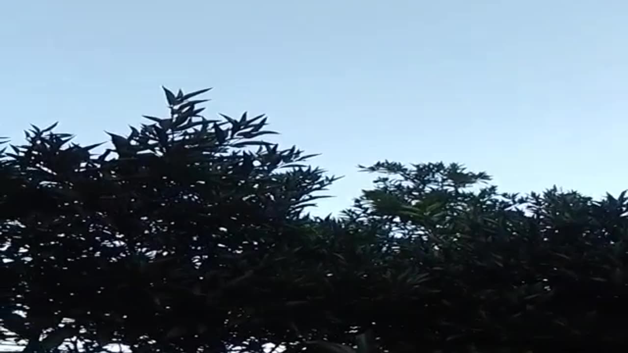 Elegir la alegría diaria