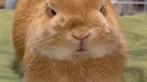 Rabbit Animal Plant savage beauty of nature