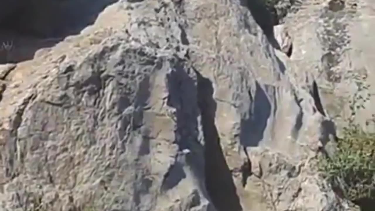 Terrifying reminder that if you think you can outclimb a bear on a steep cliff, no you can't