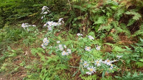 Aster