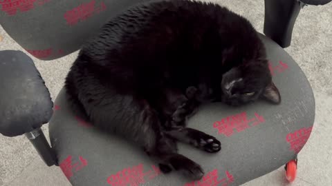 Cute Precious Piper Shows More Exercise Moves - Adopting a Cat from a Shelter Vlog