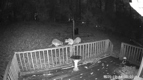 Alabama Raccoons