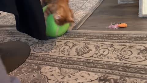Orange Kitty Plays With Big Tennis Ball