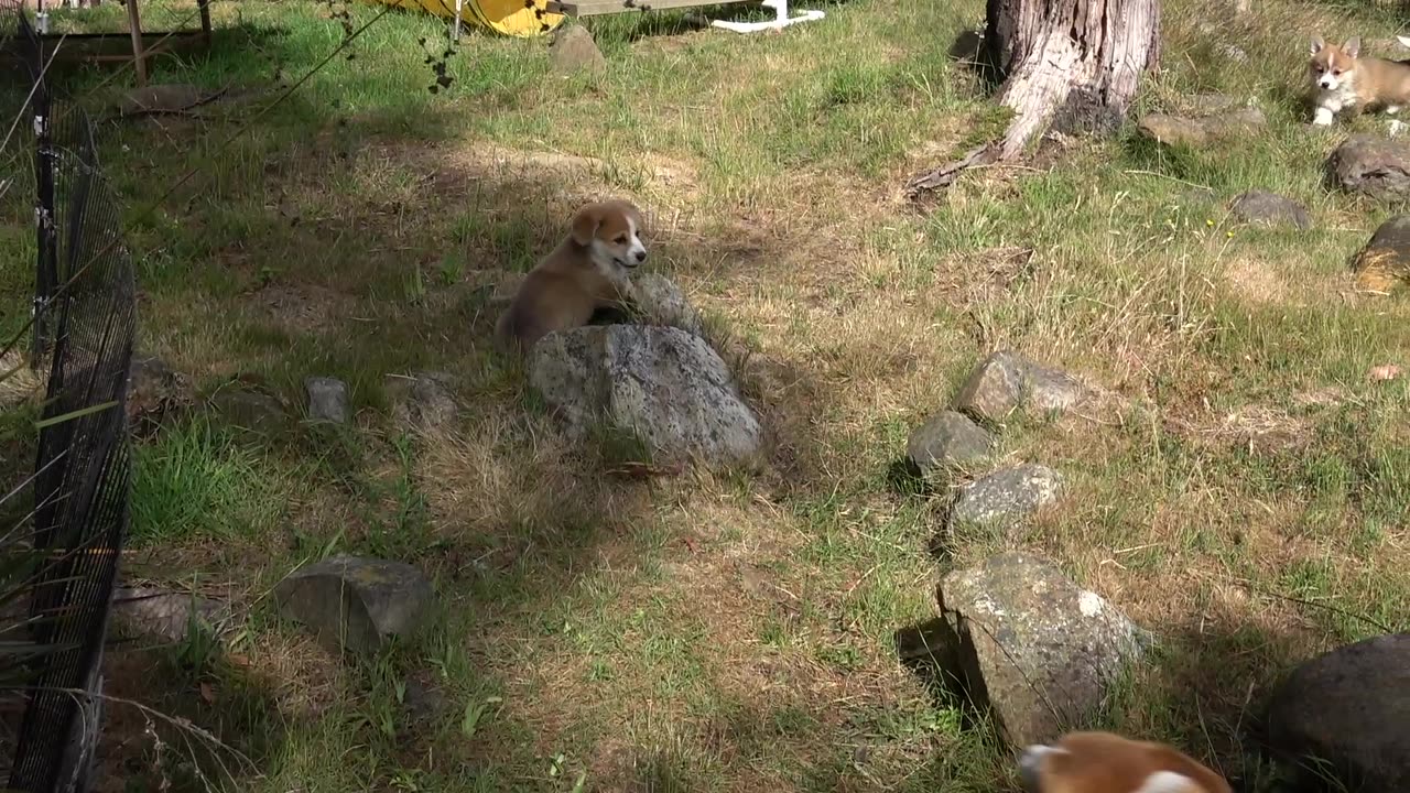 Seven's Litter - Zoomies