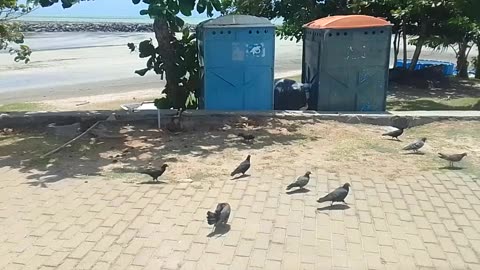 Filming pigeons on the sidewalk near the beach, and the sun [Nature & Animals]
