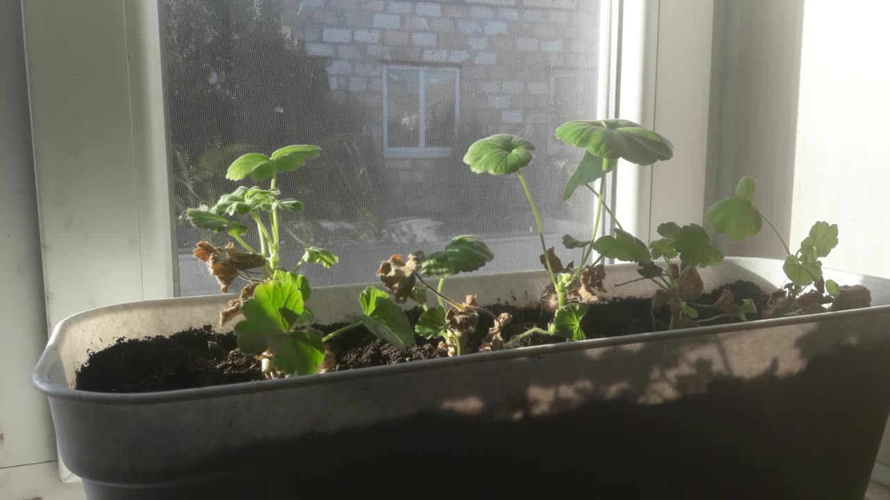 Young indoor Geranium