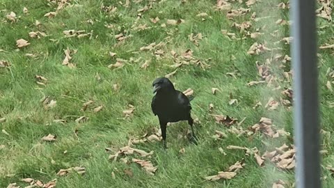 Feeding crows