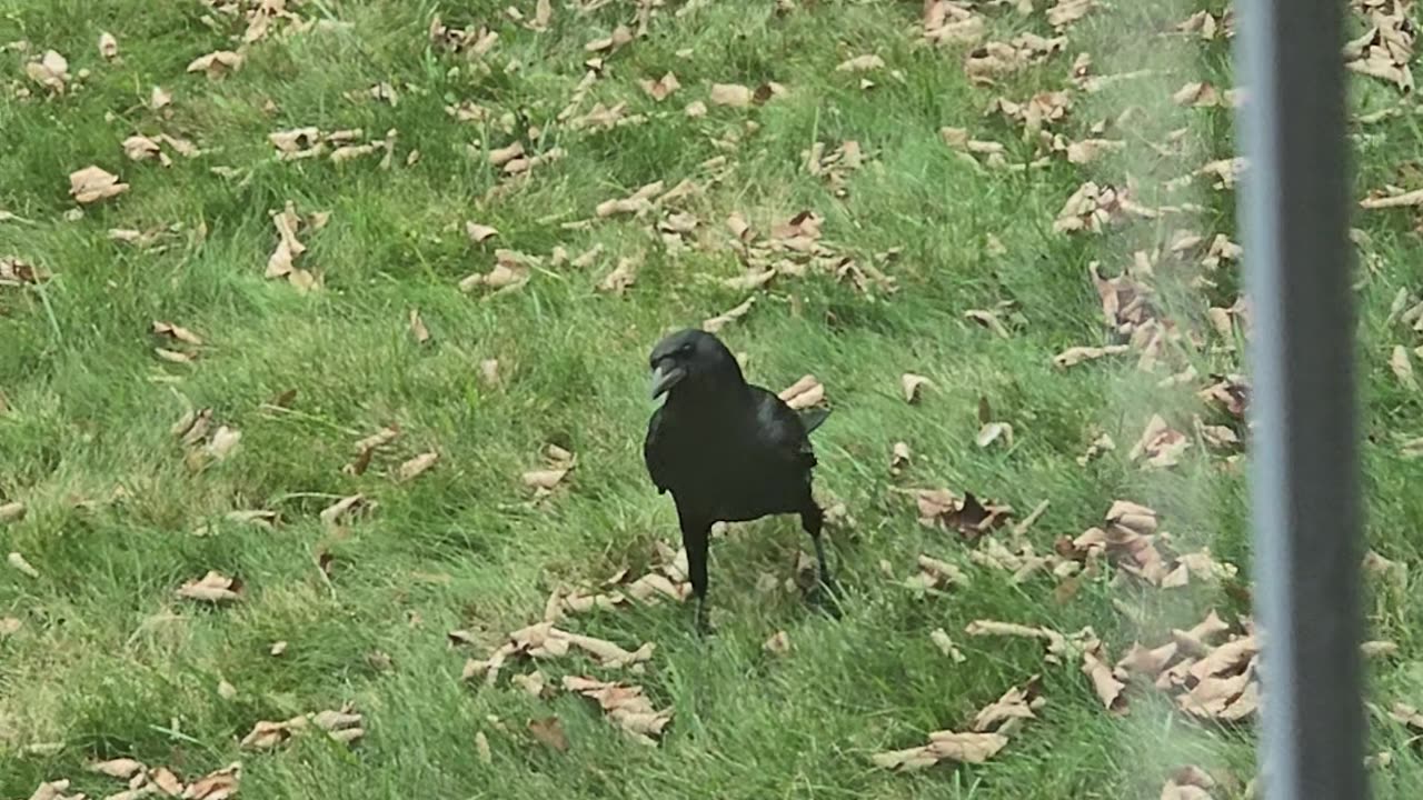 Feeding crows