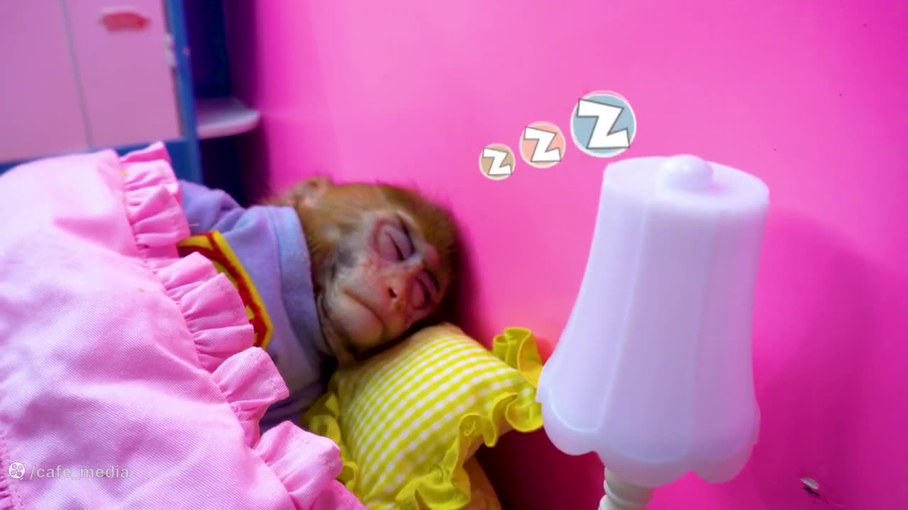 baby monkey