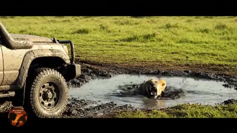 animals