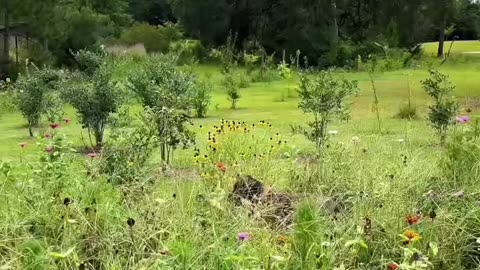 dogs chasing things in flowers