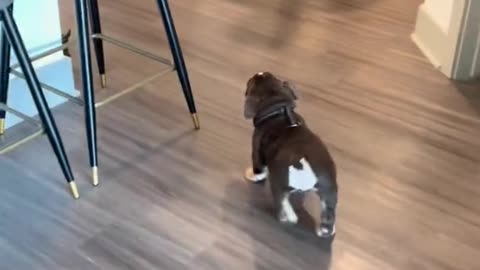 Puppadog Videos
