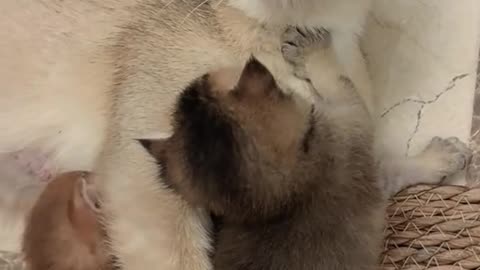 КОТКИ