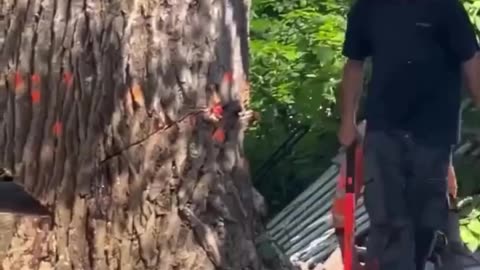 Huge Tree gets revenge for being cut down unnecessarily!