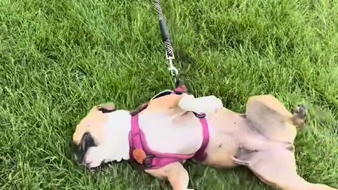 Dog Slides Across Grass With Harness