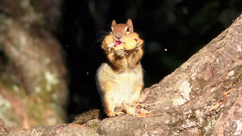 Squirrel is gnawing on a Nut