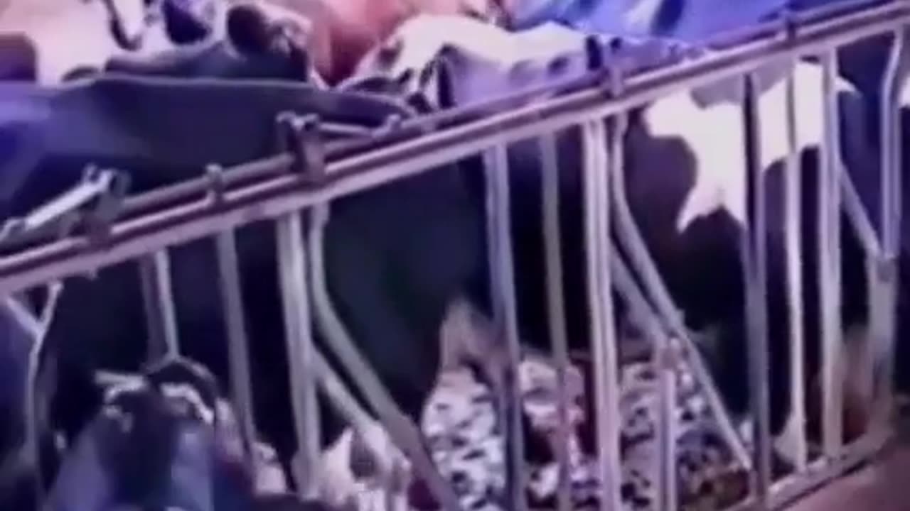 🤯✨ Witness a Cow's Genius in Freeing Itself & Others! | FeedMyCuriosity