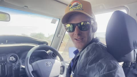 Catching boars with dogs