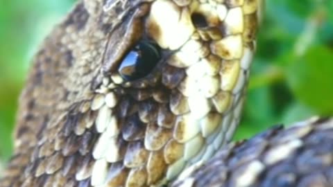 Dangerous Snake|Snake Video|Wildlife forest