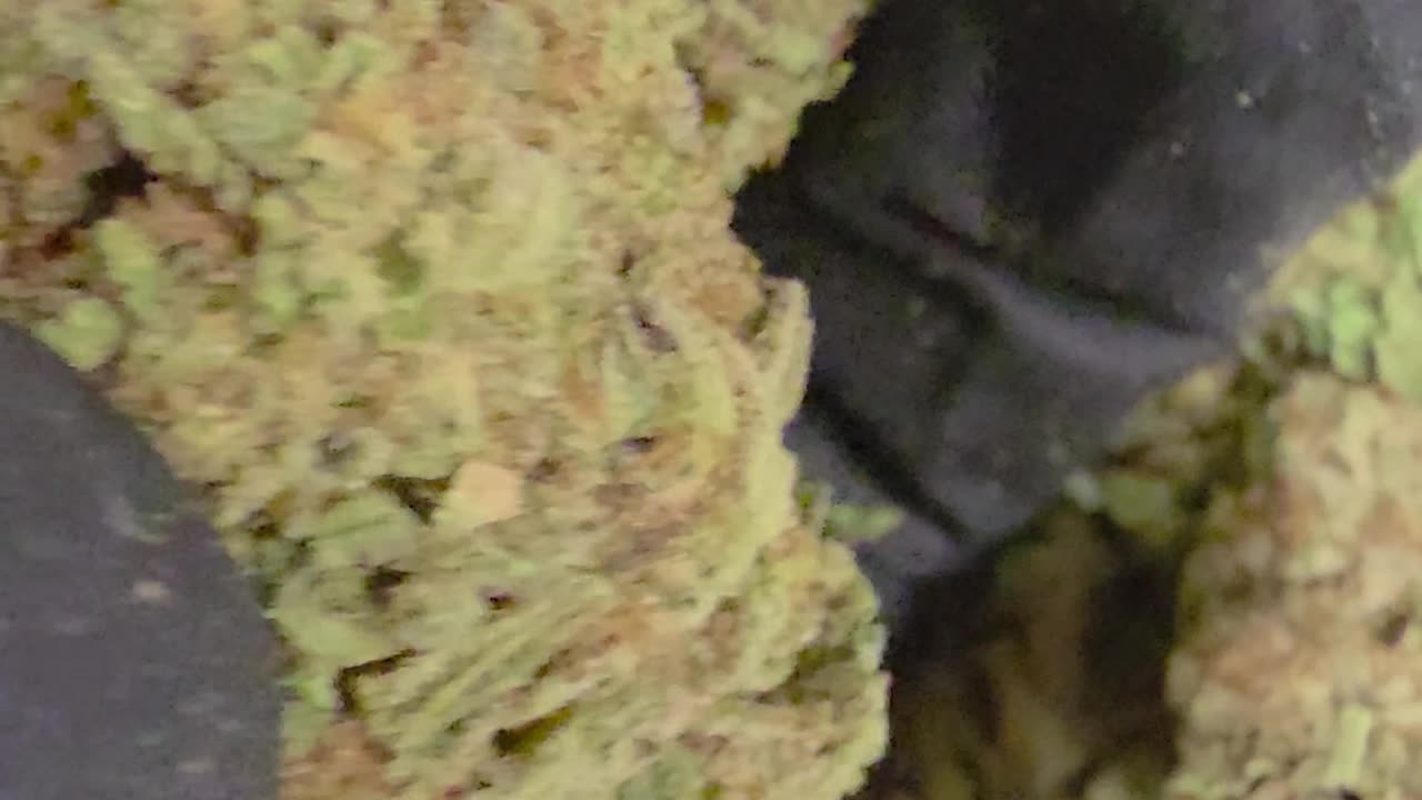 THC-A Flower Venom Runtz