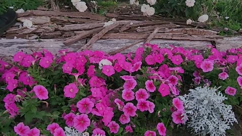 deadheading Iceberg White Shrub Roses