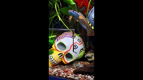 Channa sp. 'Fire & Ice' ❤️💙🠊