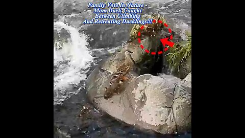 Family Vote In Nature - Mom Duck Caught Between Climbing And Retreating Ducklings!!!